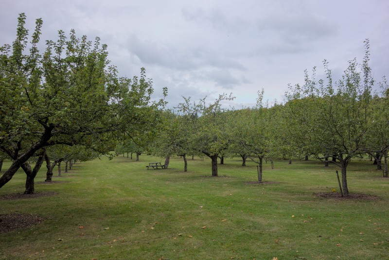 Apfelbäume im Park