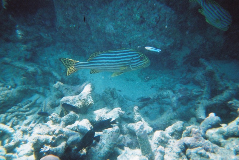 Unterwasser Malediven